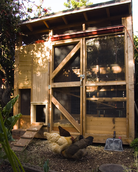 Diane Sosnoski's Coop