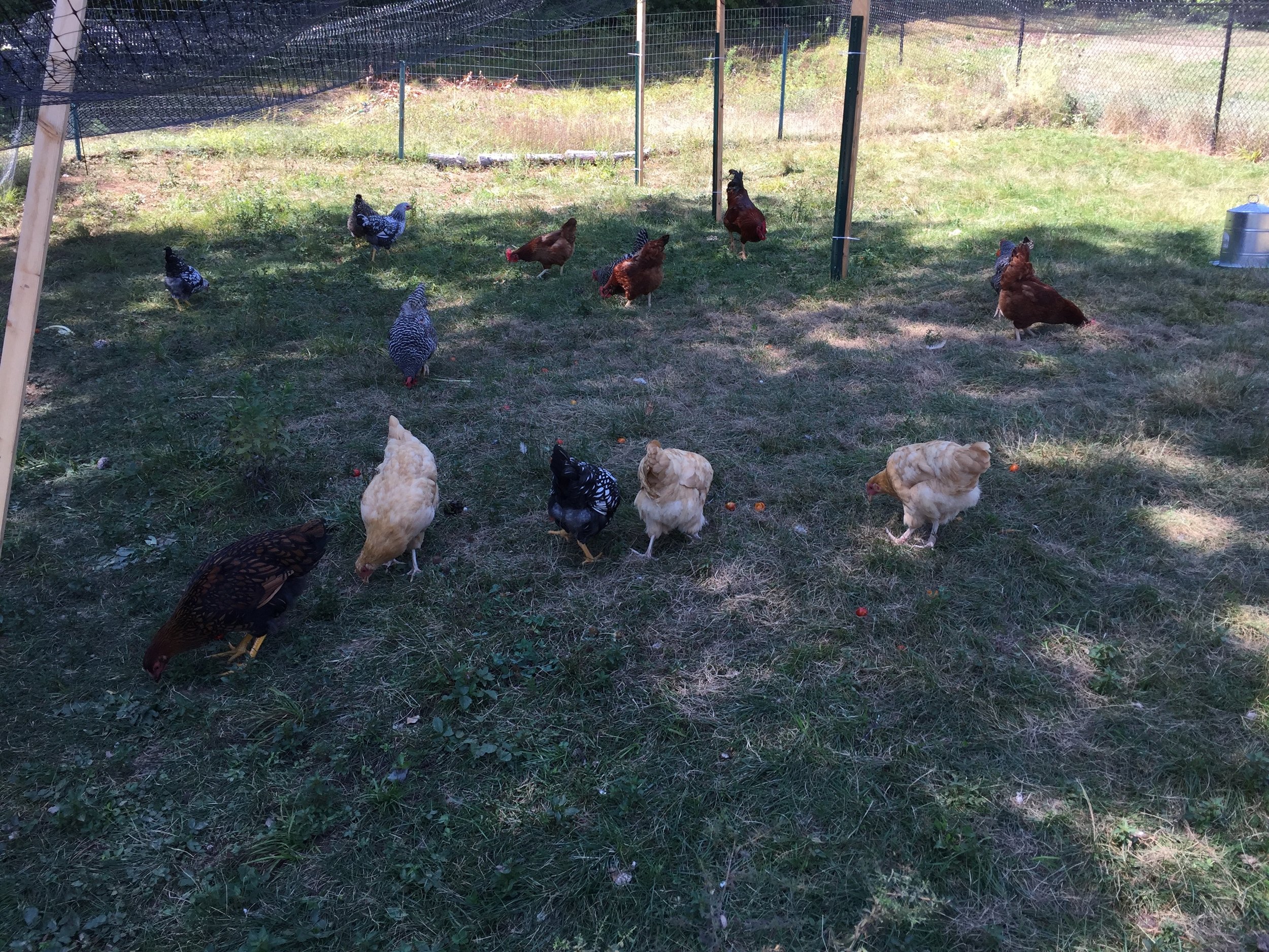 grazing hens.jpg