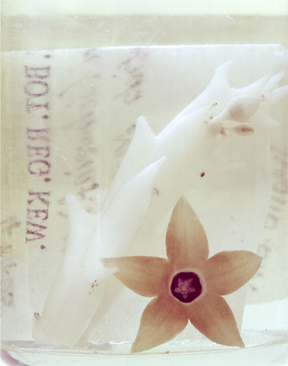 Caralluma sprengeri