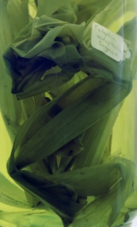 Eulophia Oedoplectron