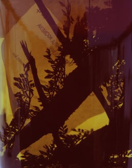 Cyathea