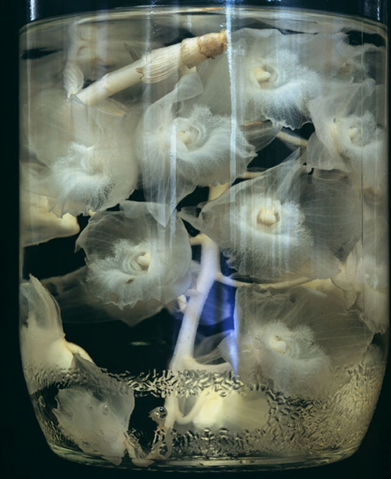 Dendrobium amabile
