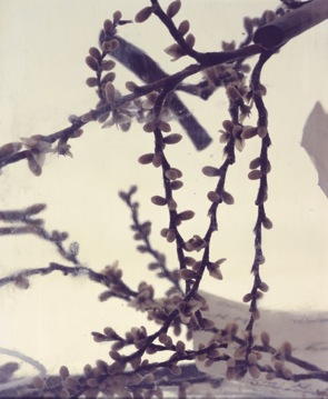 Nannorrhops Ritchiana