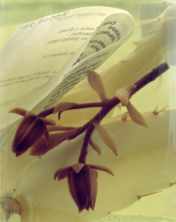 Selenicereus Testudo