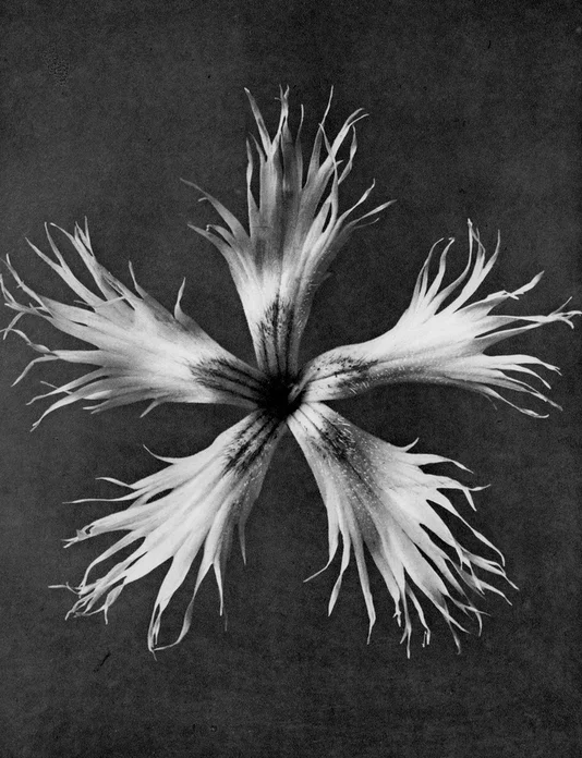 17 - Dianthus Plumarius, Grass Pink - Photogravure from £120