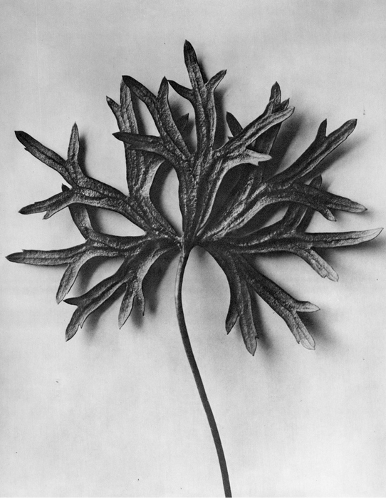 29 - Aconitum Anthora