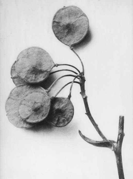36 - Ptelea Trifoliata  - Photogravure
