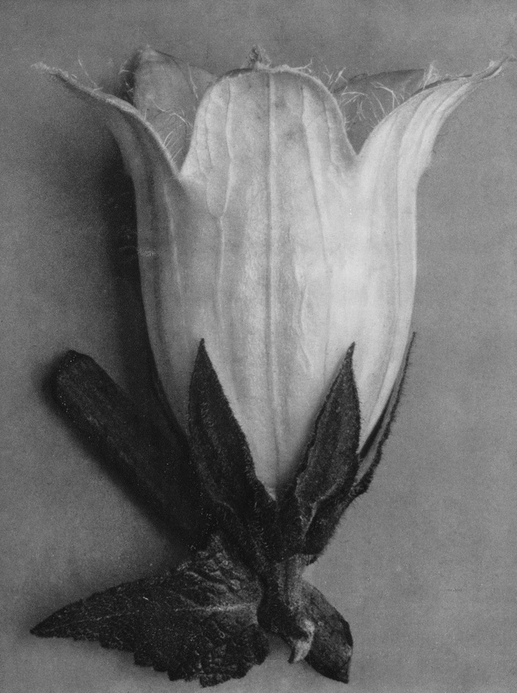 45 - Campanula Alliarifolia, Spurred Bellﬂower, Flower - Photogravure
