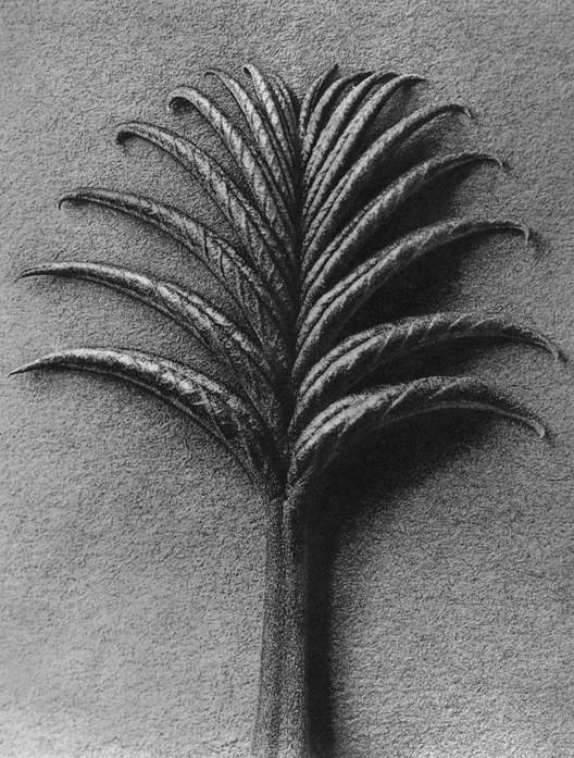 75 - Pterocarya Fraxinifolia, Caucasian Wingnut, Young Leaf  - Photogravure