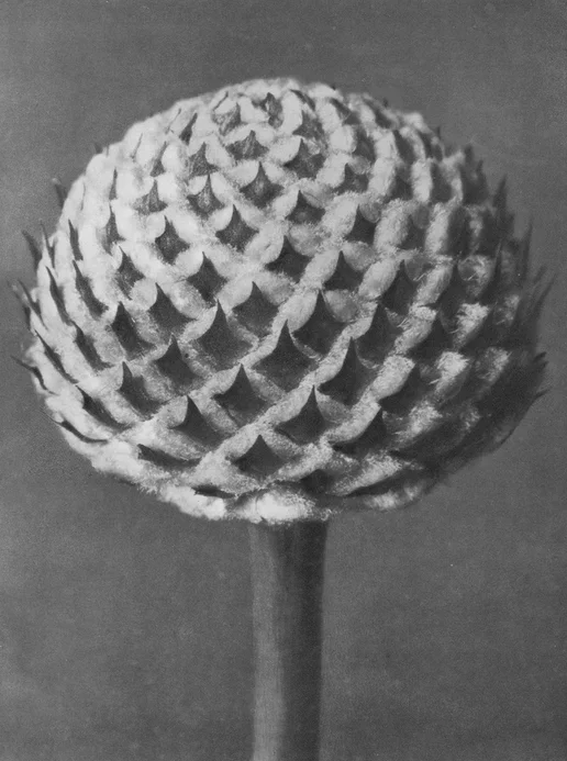38 - Cephalaria, Scabious Family, Capitulum - £90 Unframed - Photogravure.jpg