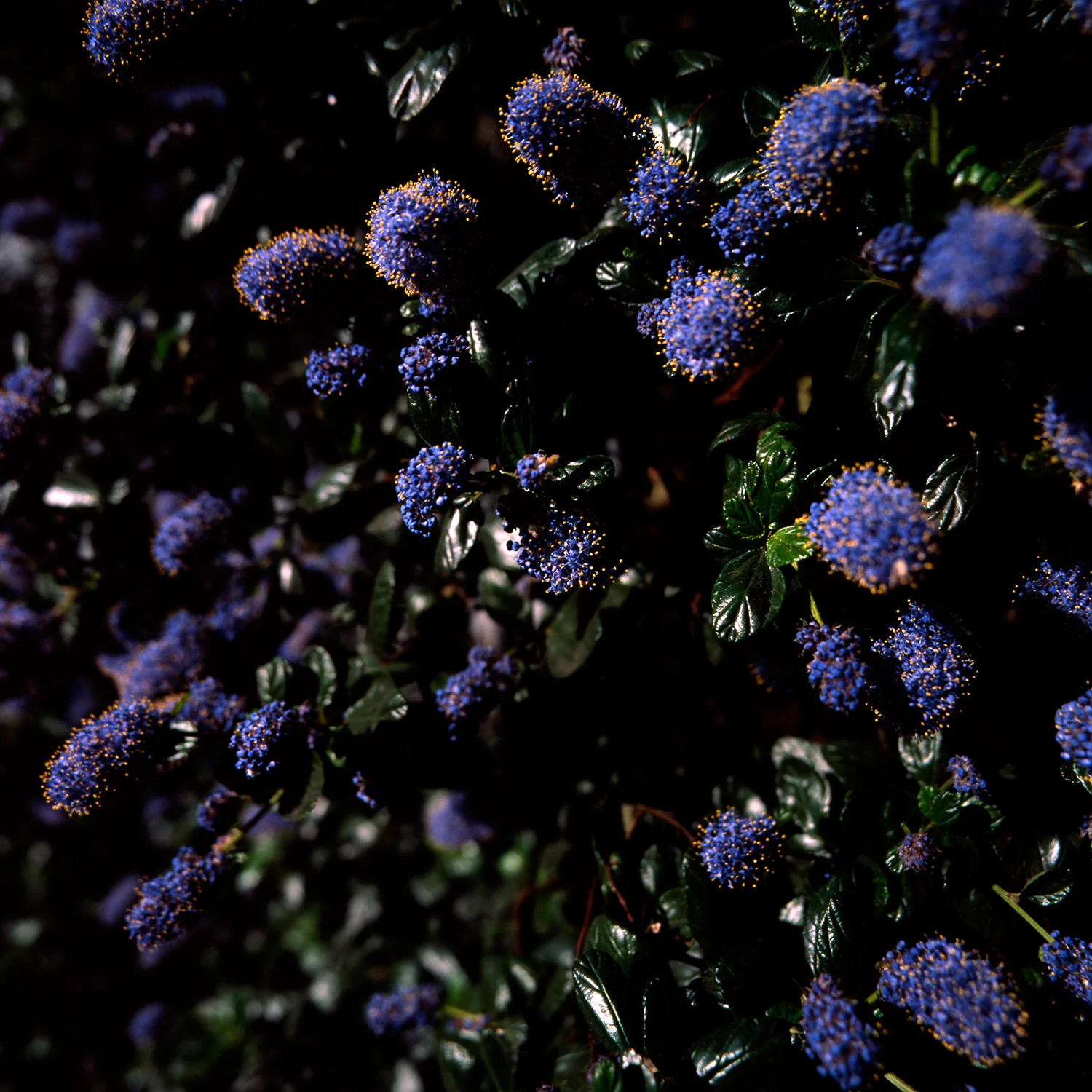 Flowers 2