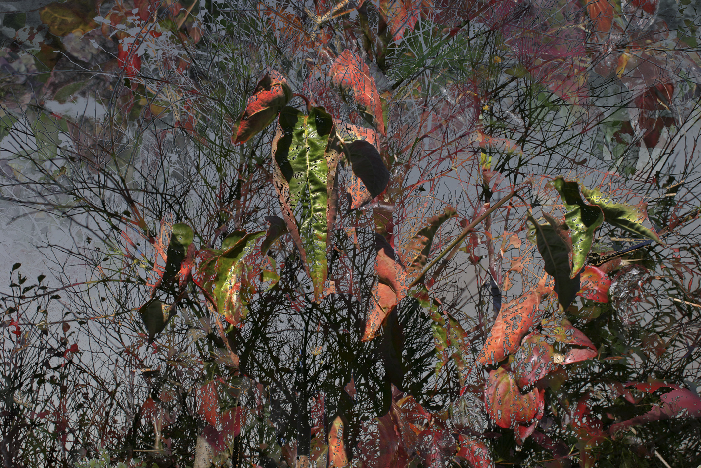 Cornusnuttalli