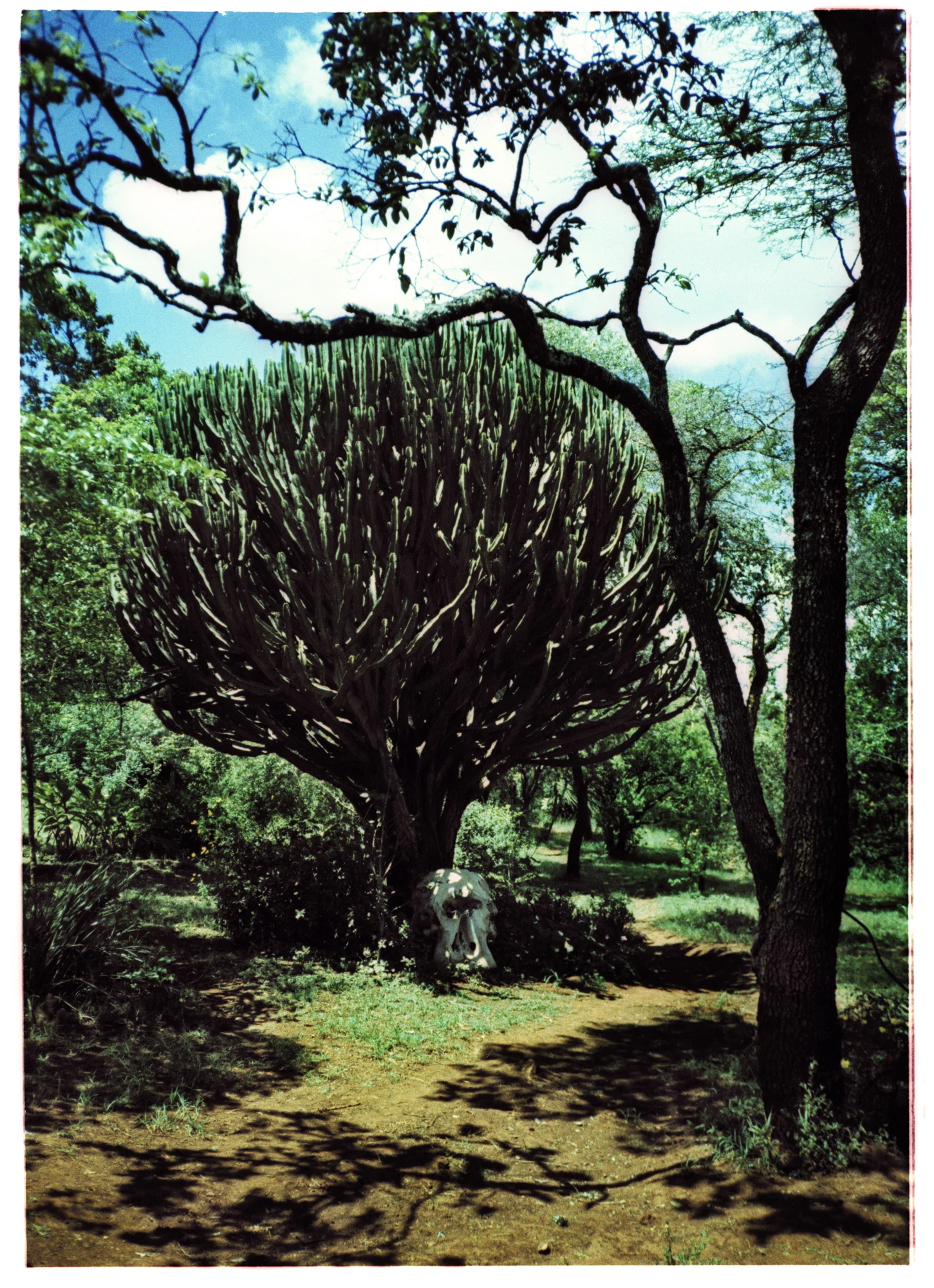 Peter Beard 10x12" edition of 10 +2AP £400 20x24" edition of 8 +2AP £800