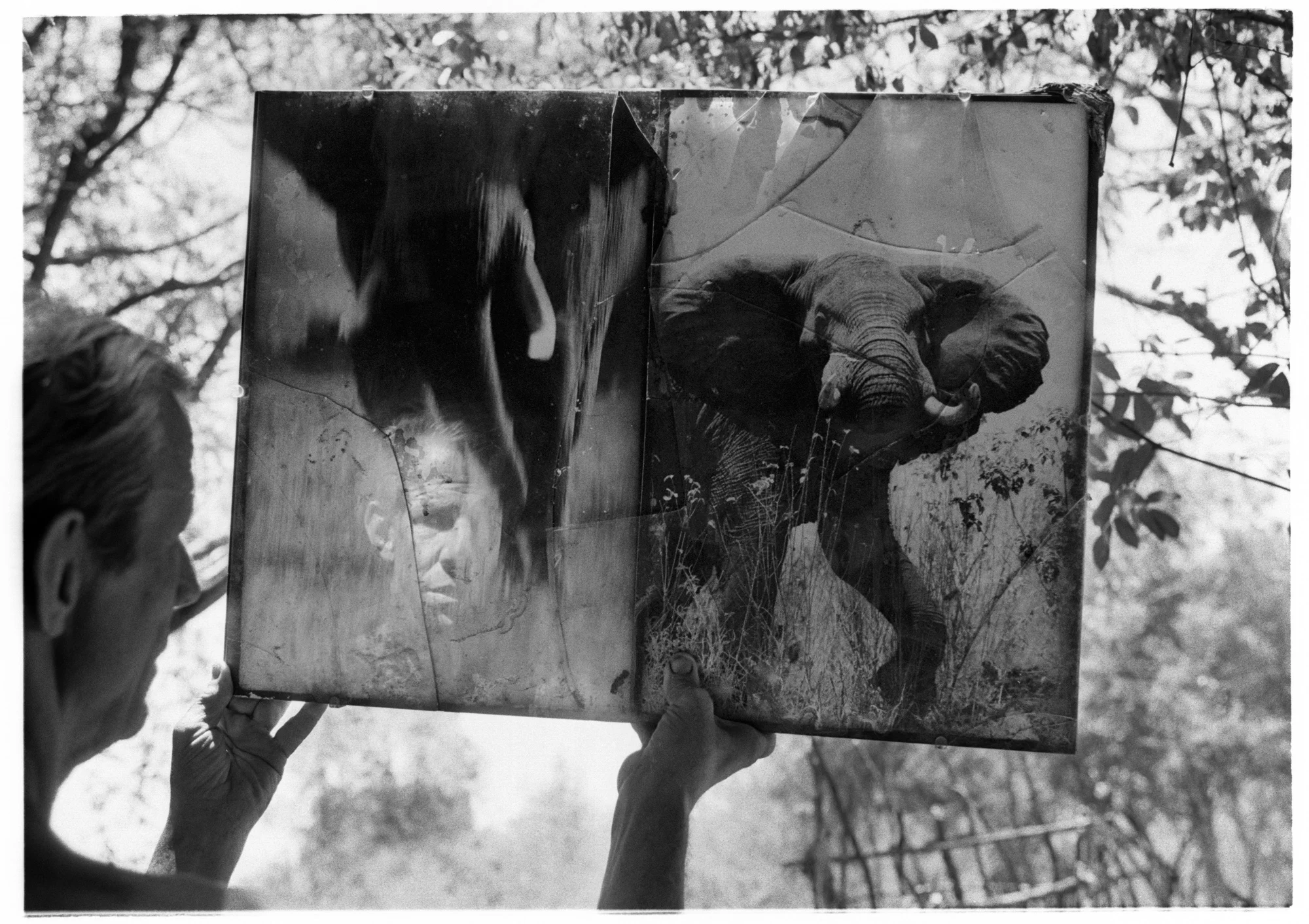 Peter Beard 10x12" edition of 10 +2 AP's £400 20x24" edition of 8 +2 AP's £800