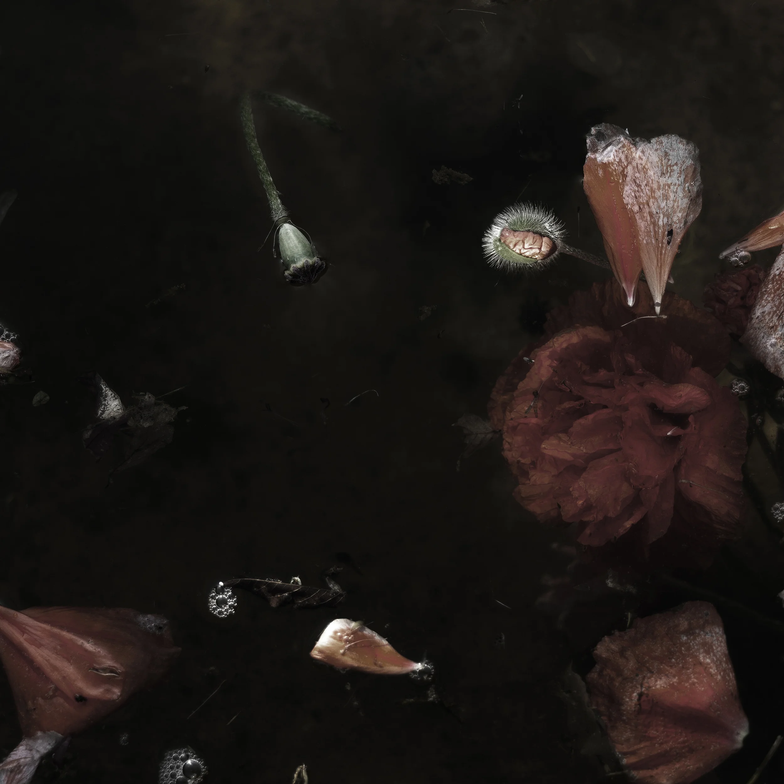 Plantis #2