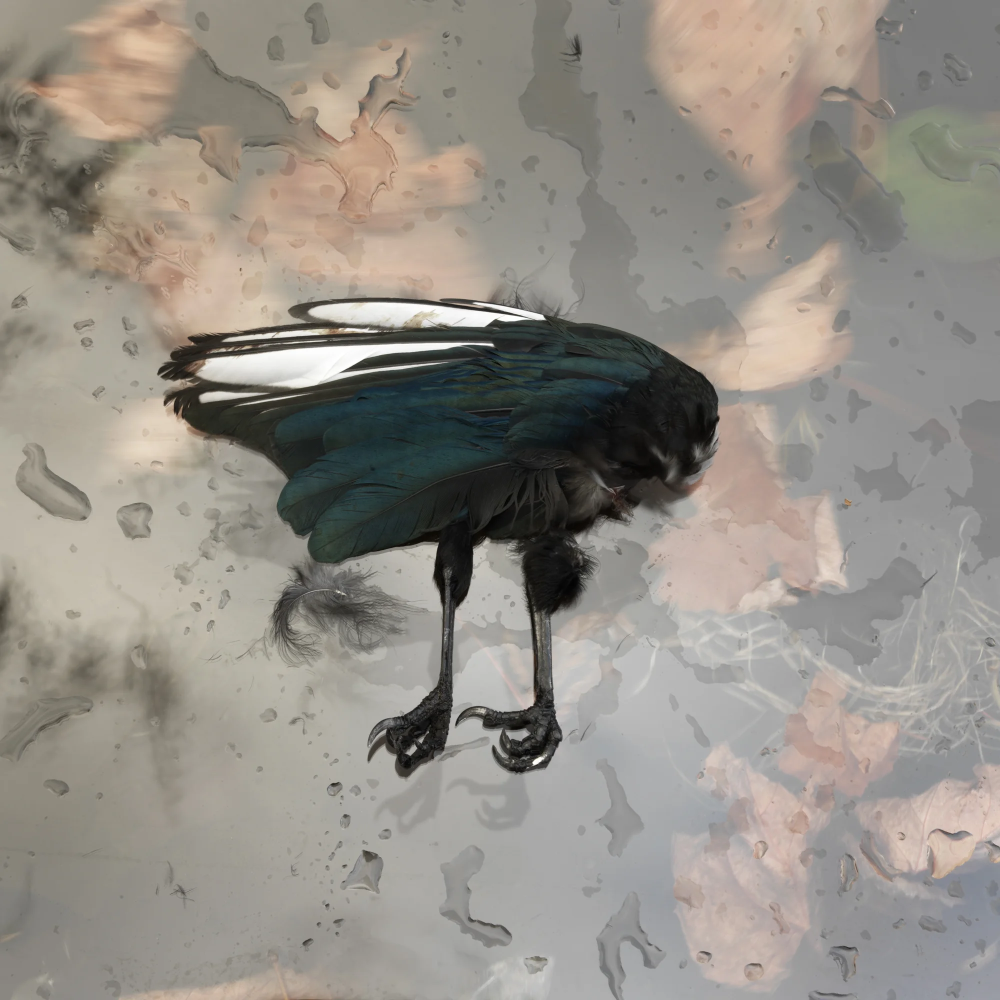 Birdparts #1