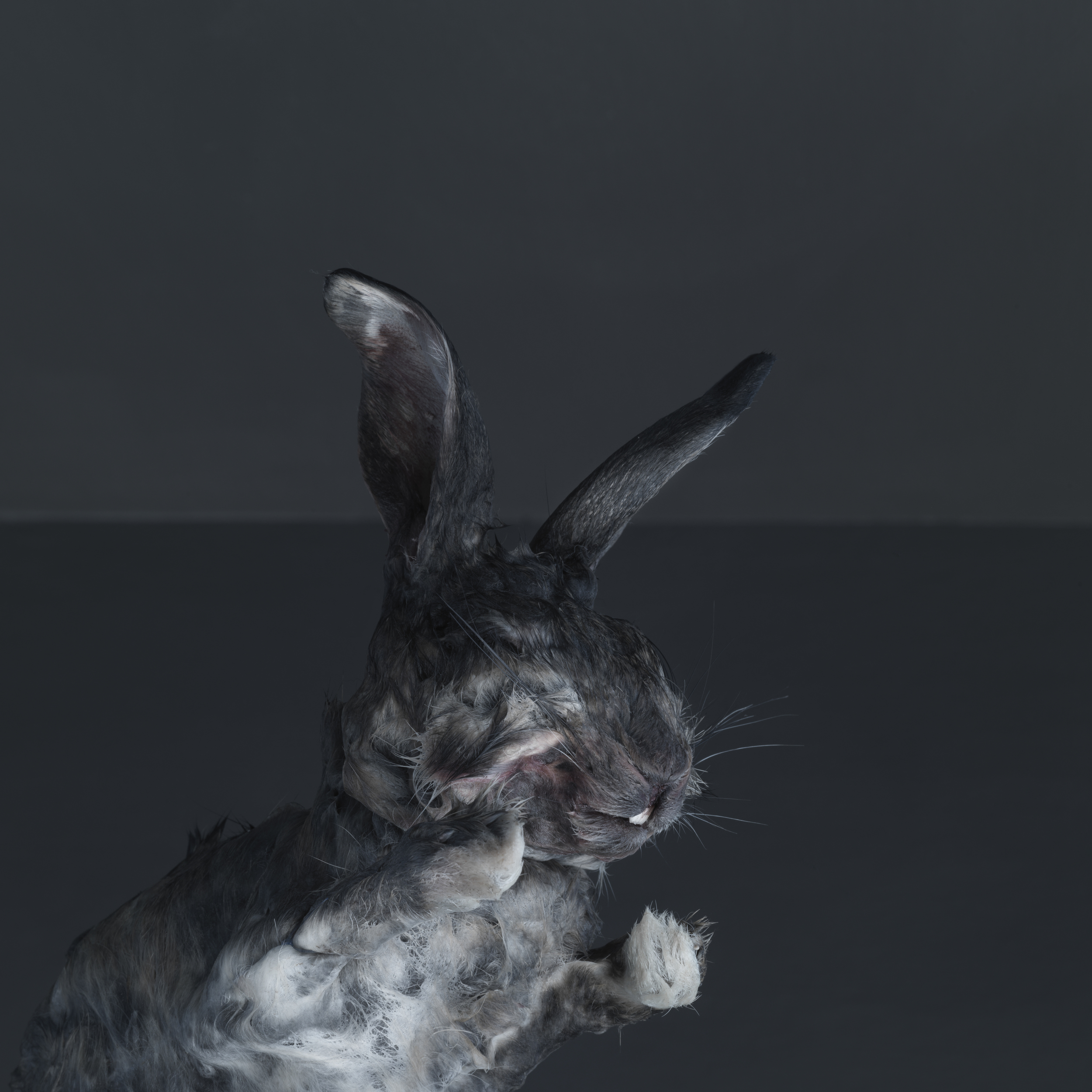 Hare #2
