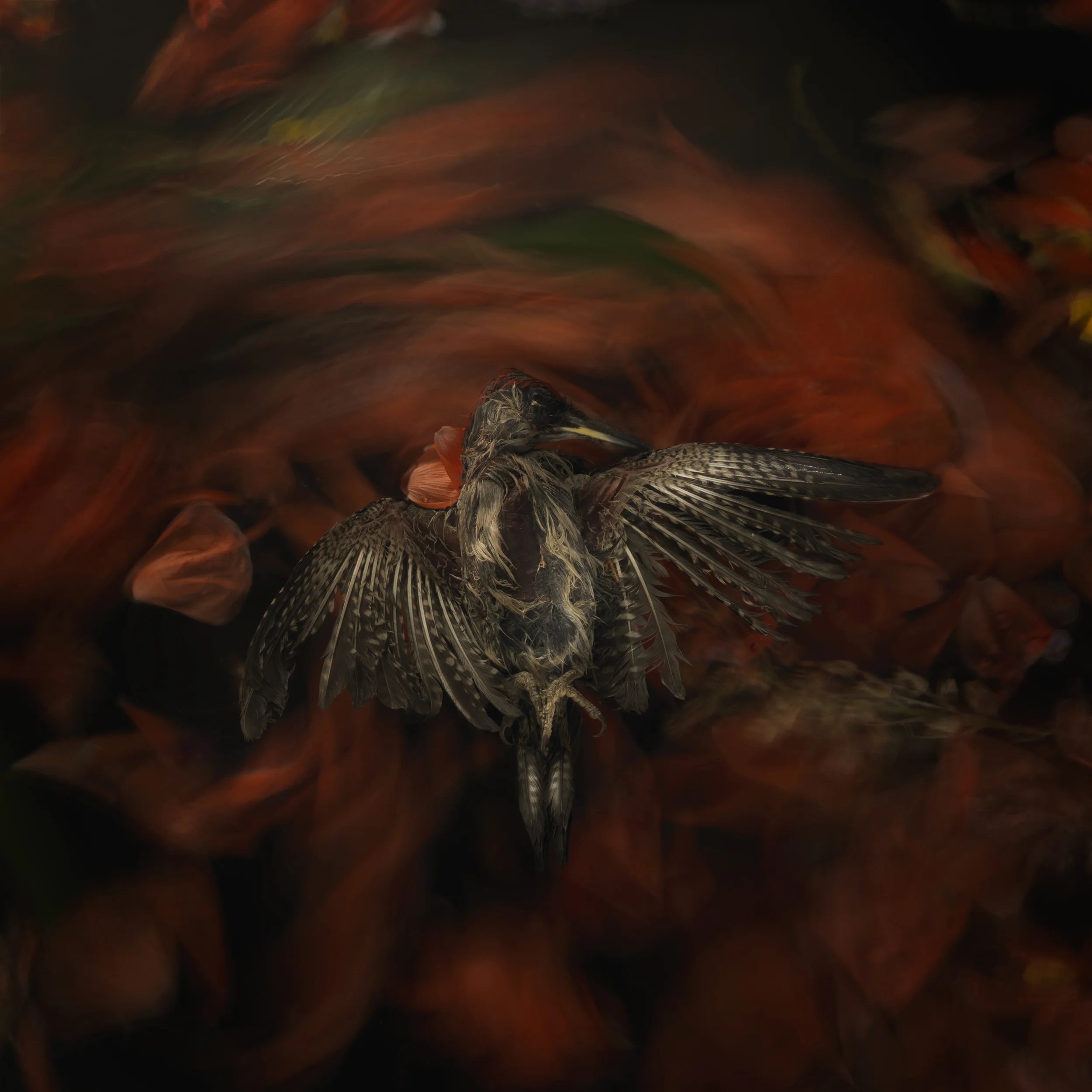 Bird #8