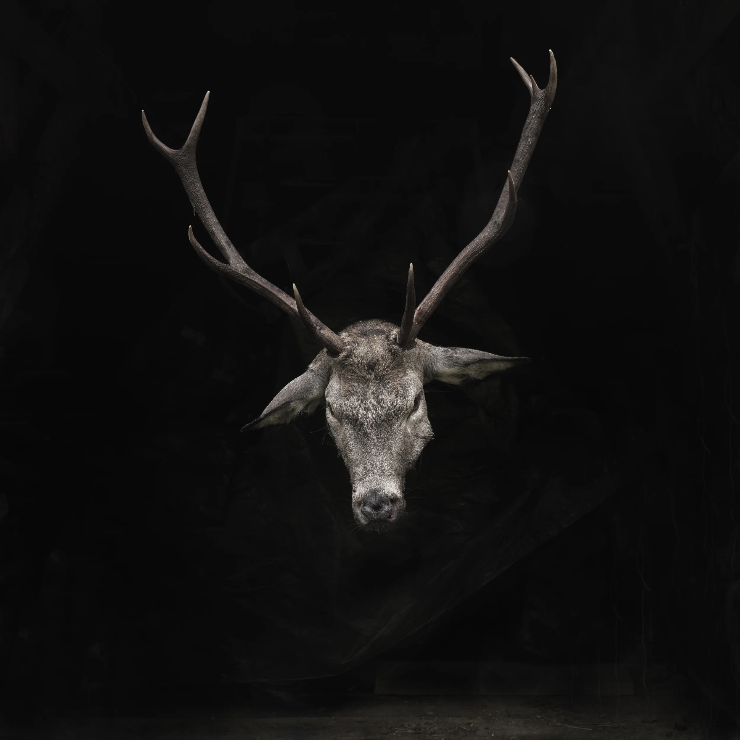 Deer head front #1