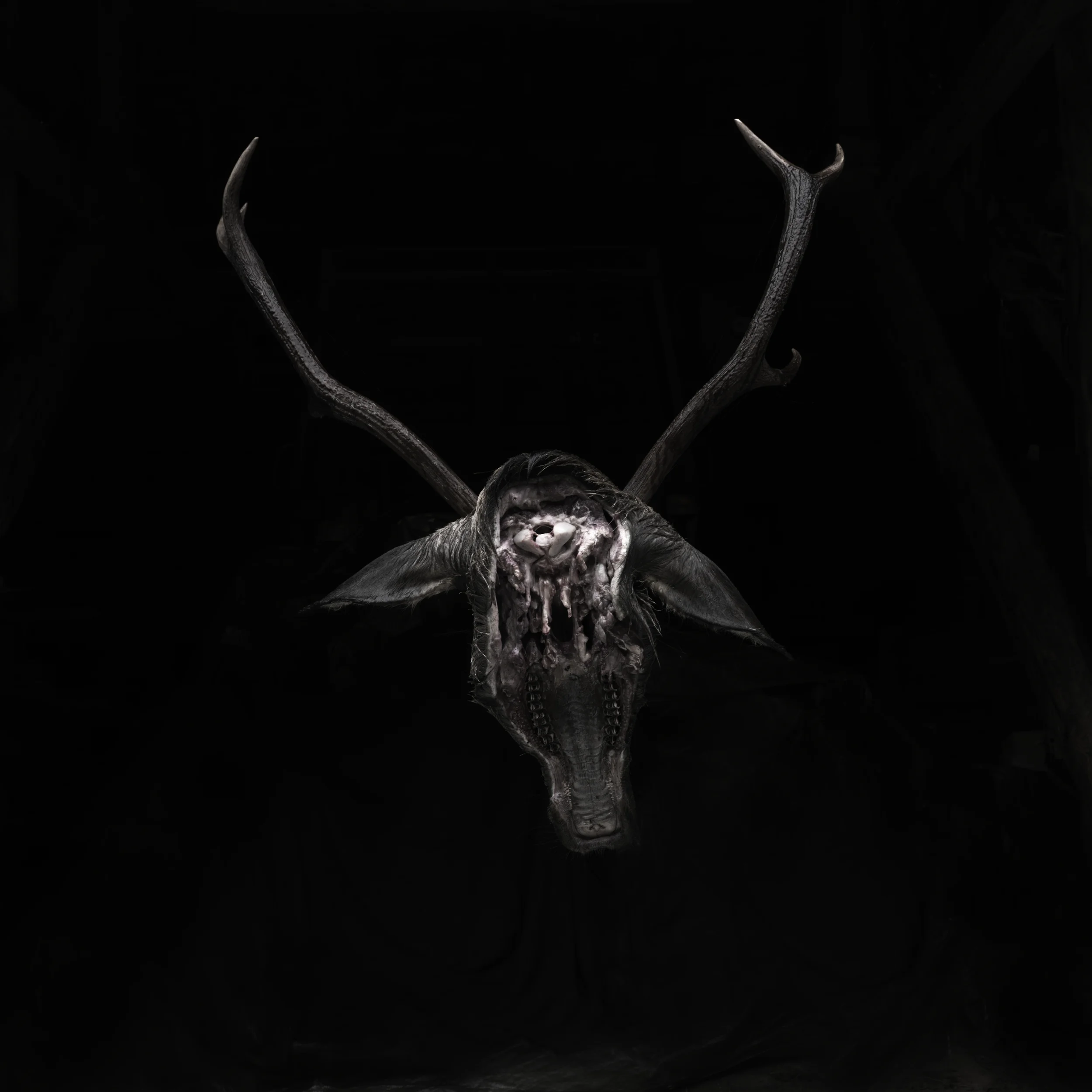 Deer head back #2