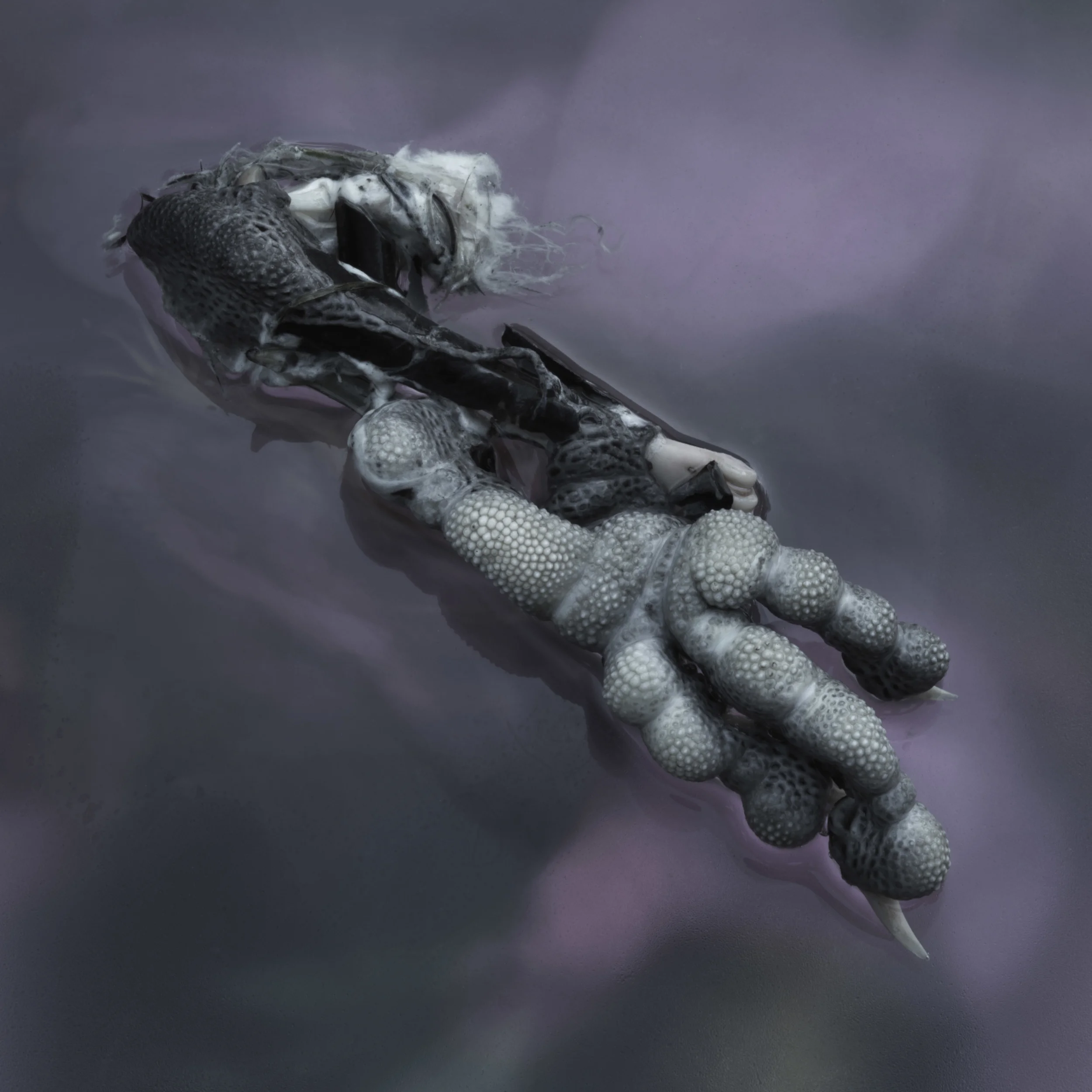 Ravensfoot