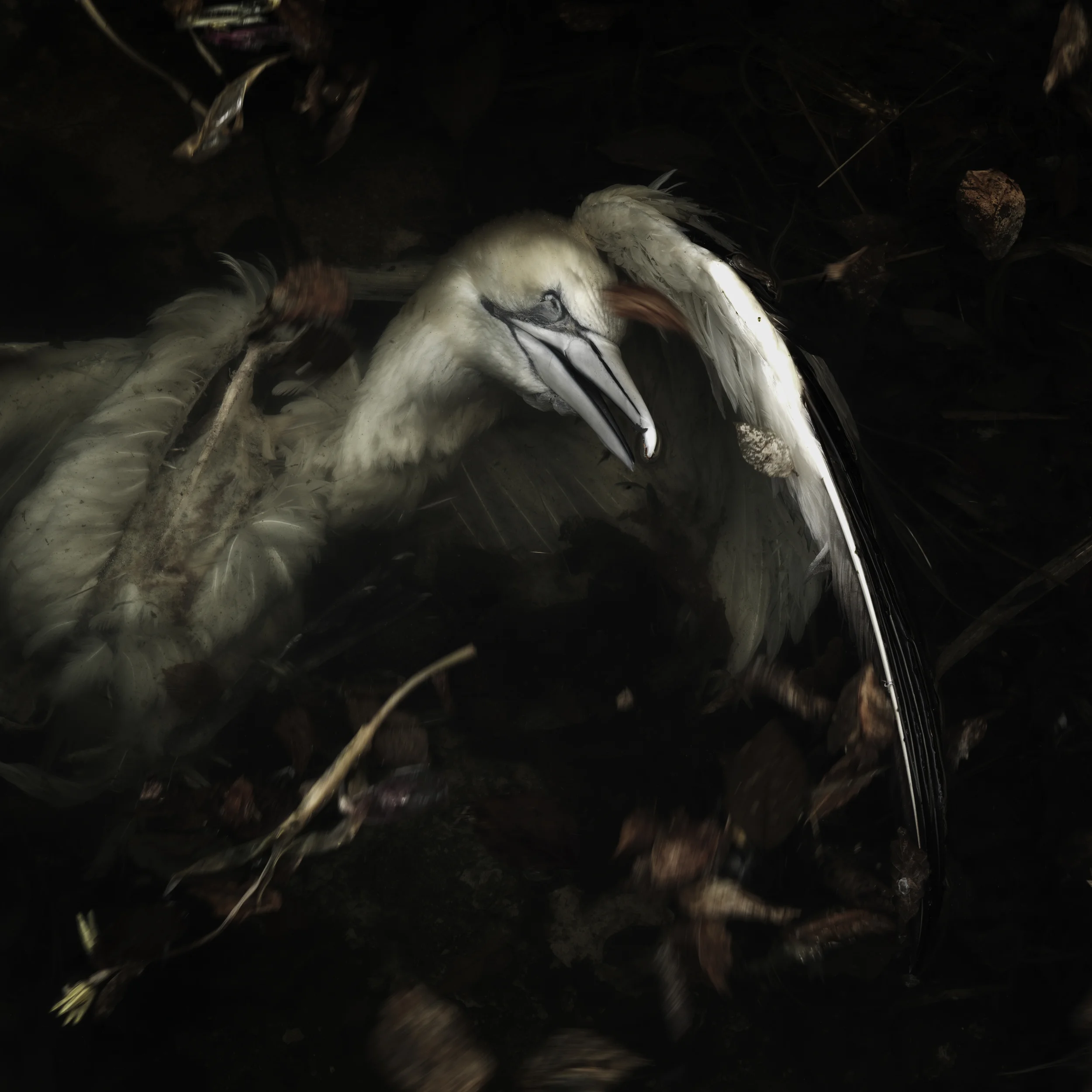Gannet #10