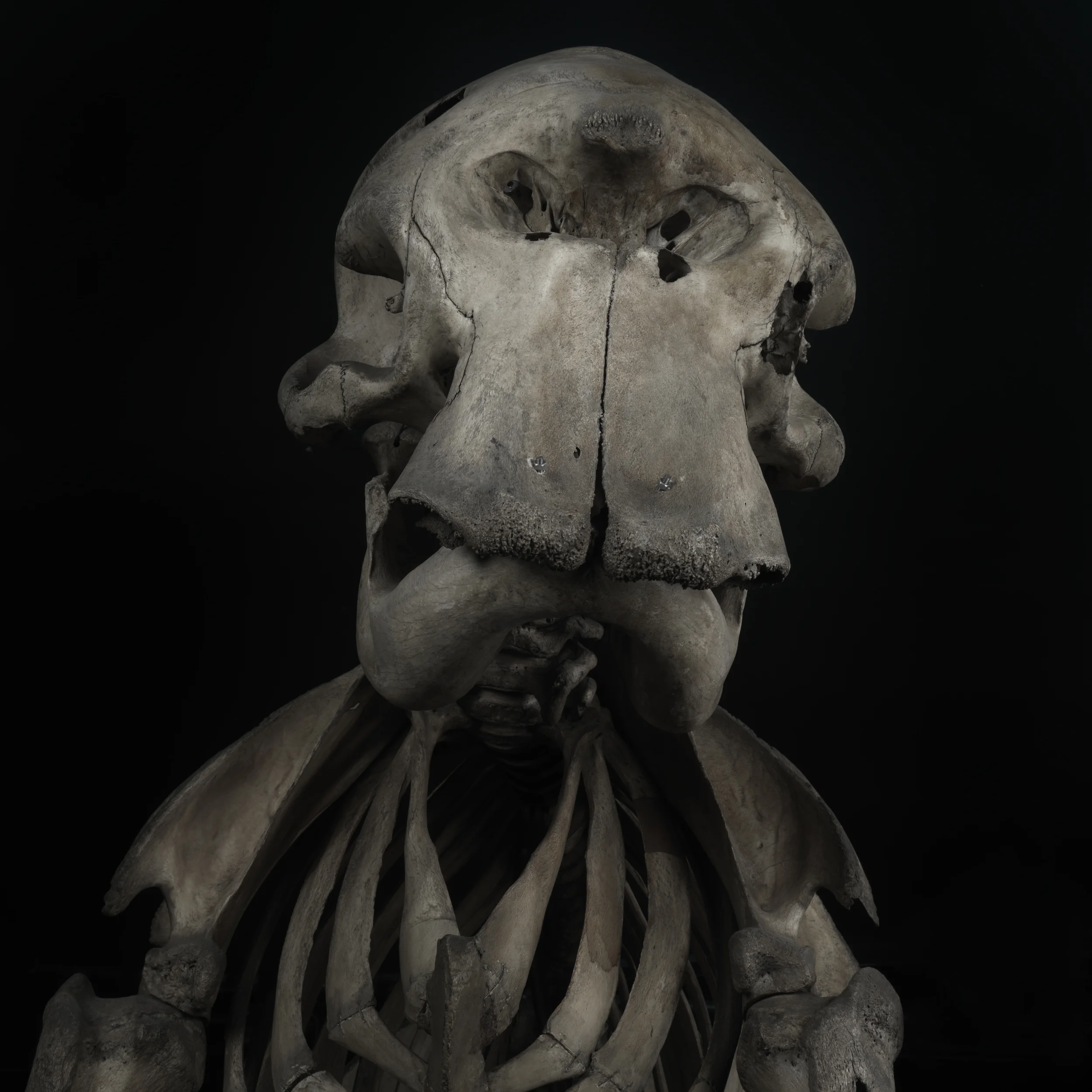 Elephant #1
