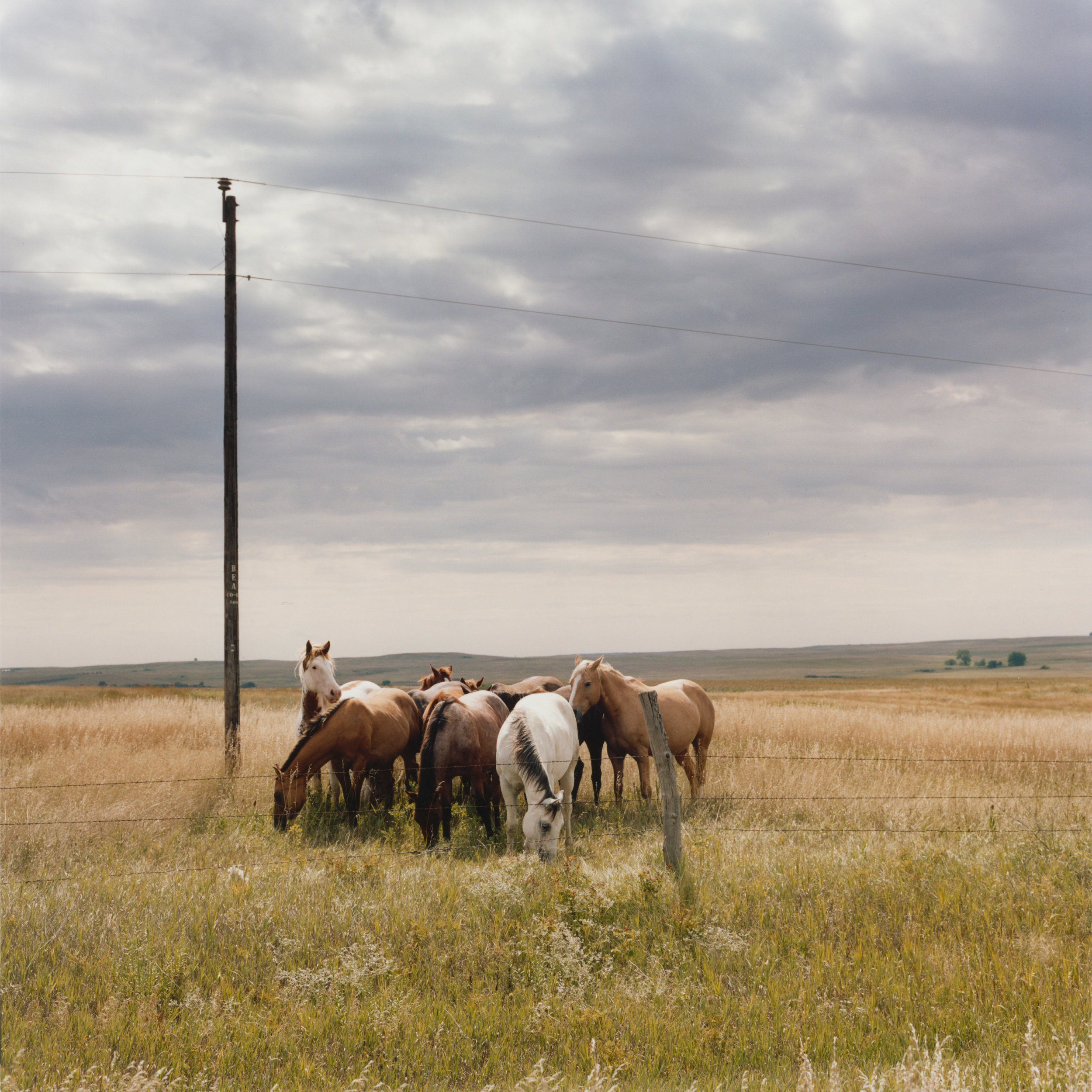 Horses Cannonball