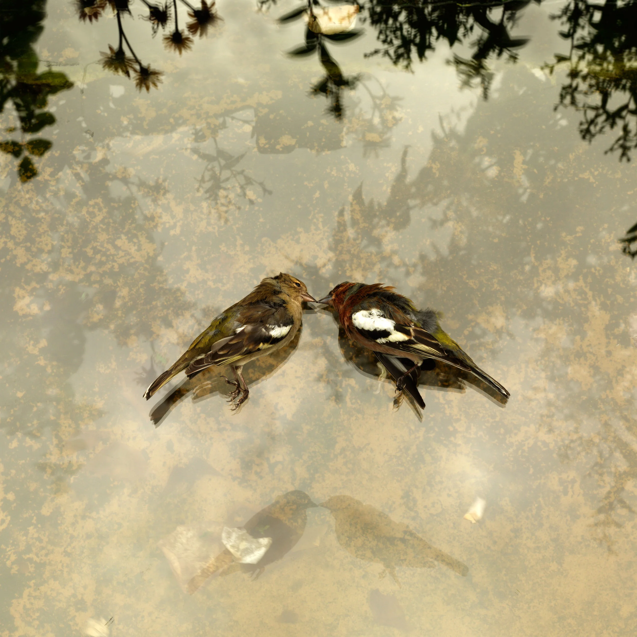 Bird Kiss