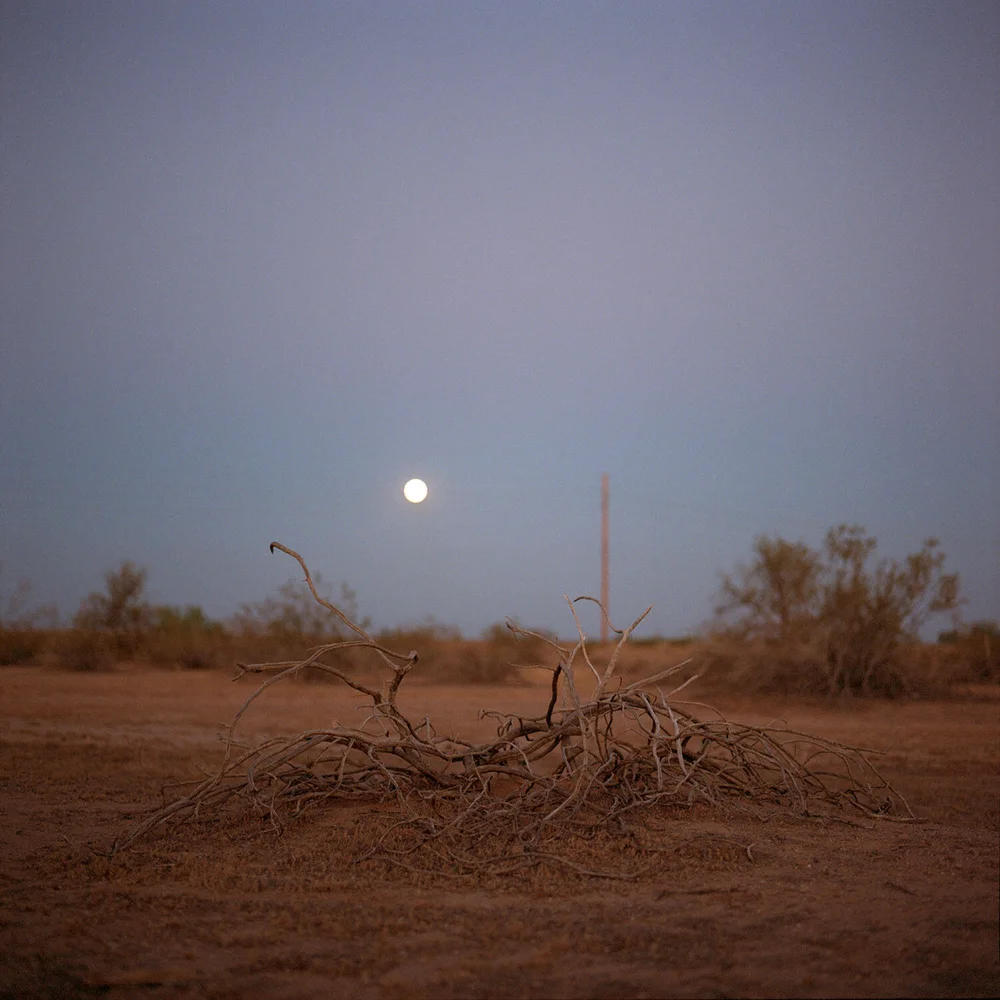 Carlotta Cardana — L A NOBLE GALLERY