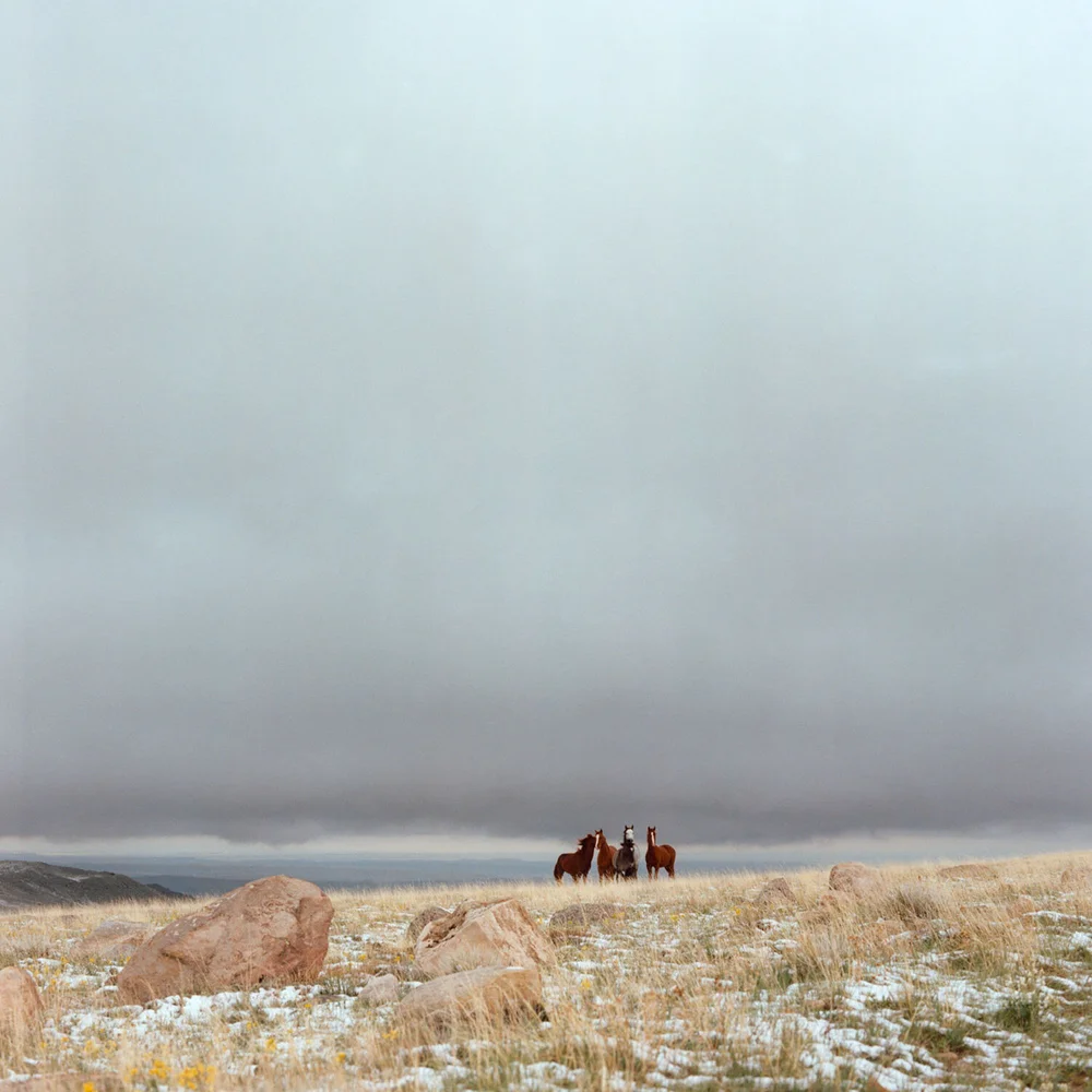 Carlotta Cardana — L A NOBLE GALLERY
