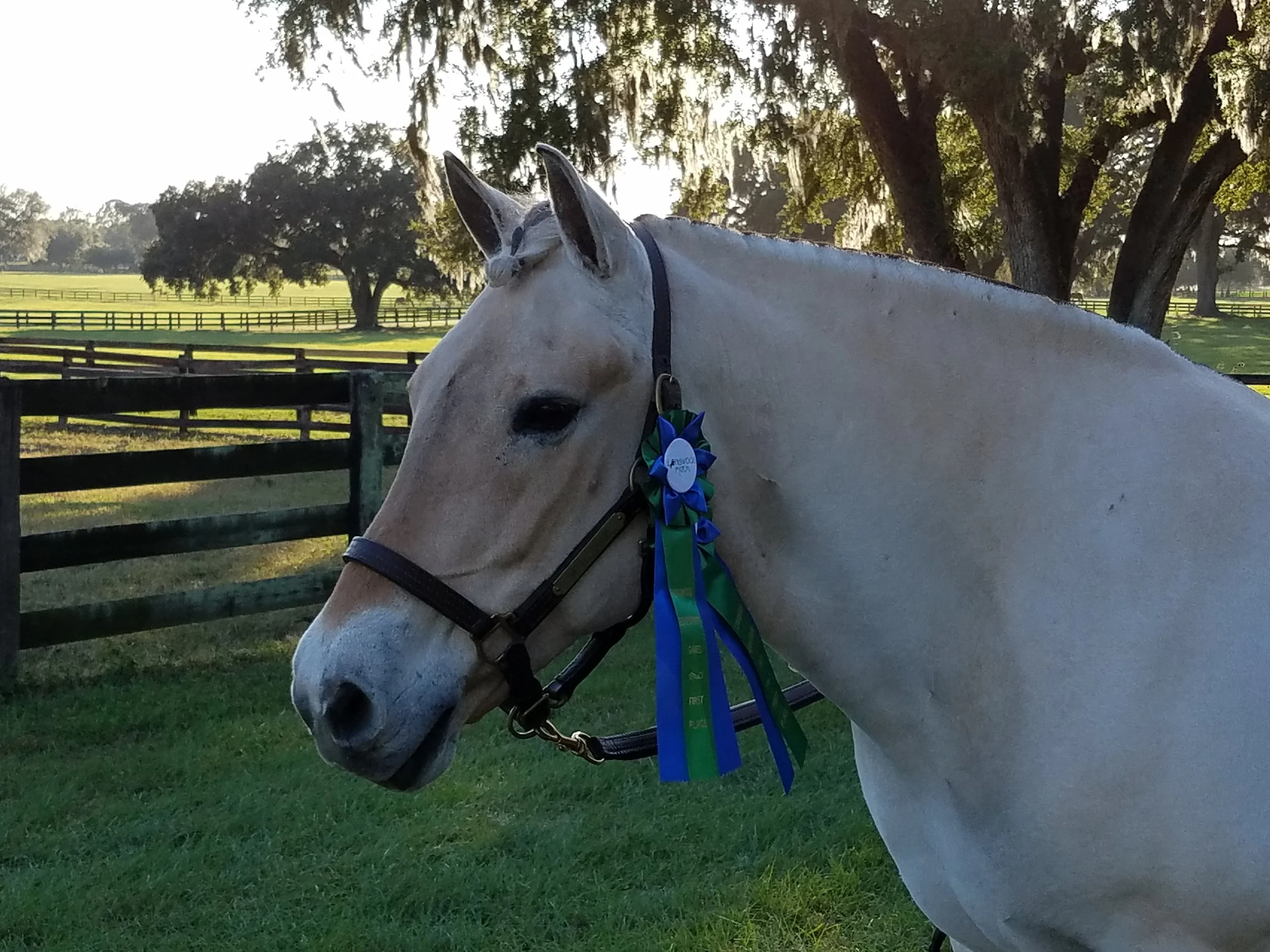 Uzanne showing off her shiny blue ribbons.