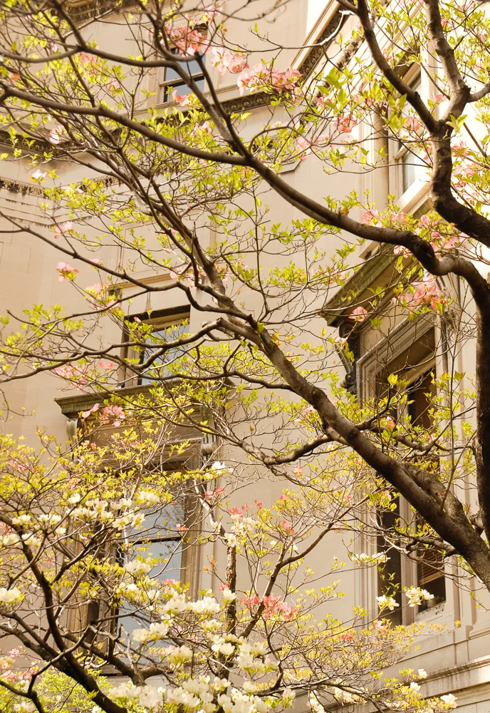 Dogwoods at Low Library, April 2008