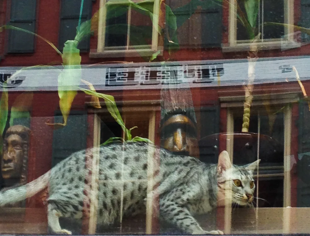 Bengal Cat, Tribeca, 2014