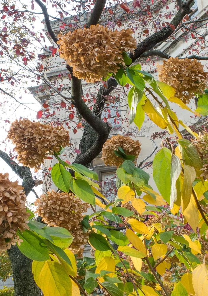 Hydrangeas, November 2016