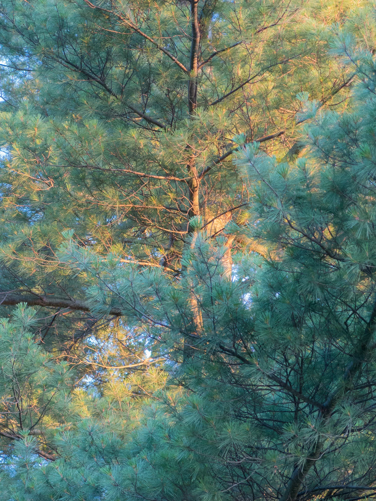 White Pine, 2017