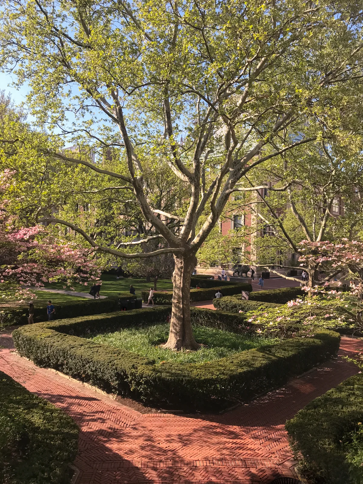 View northwest from Low Library, May 2018