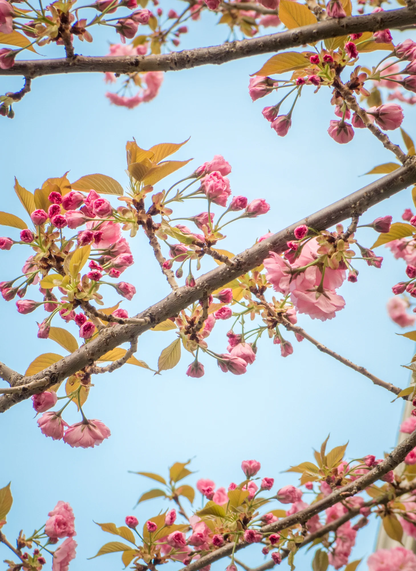 Cherry Blossoms, April 2017.jpg
