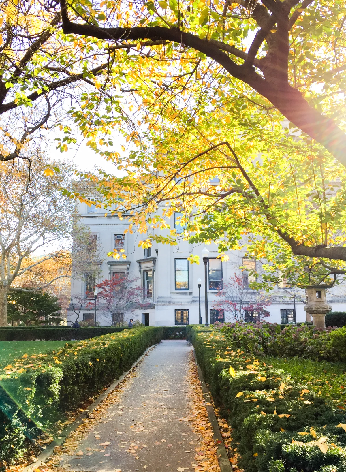 Low Library, November Morning, 2015