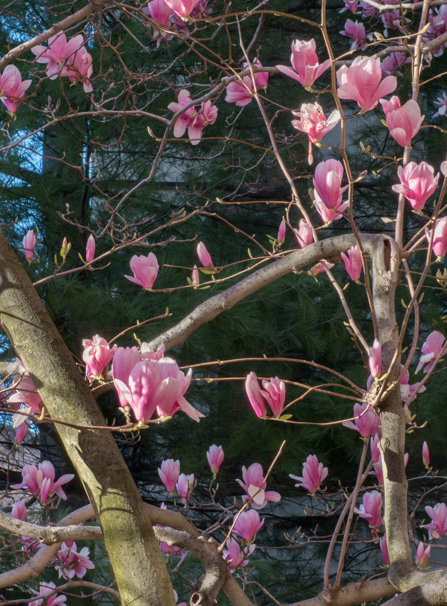 Magnolias VI, March 2016