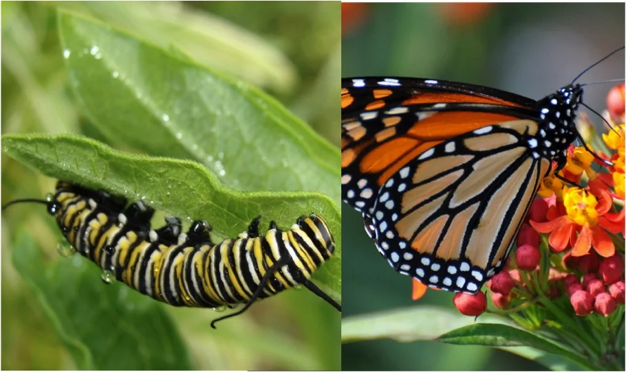 Caterpillar Butterfly.jpg