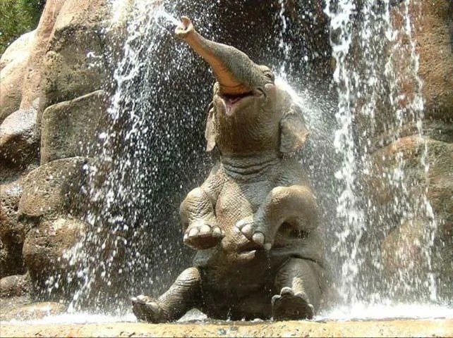 Happy Elephant.jpg