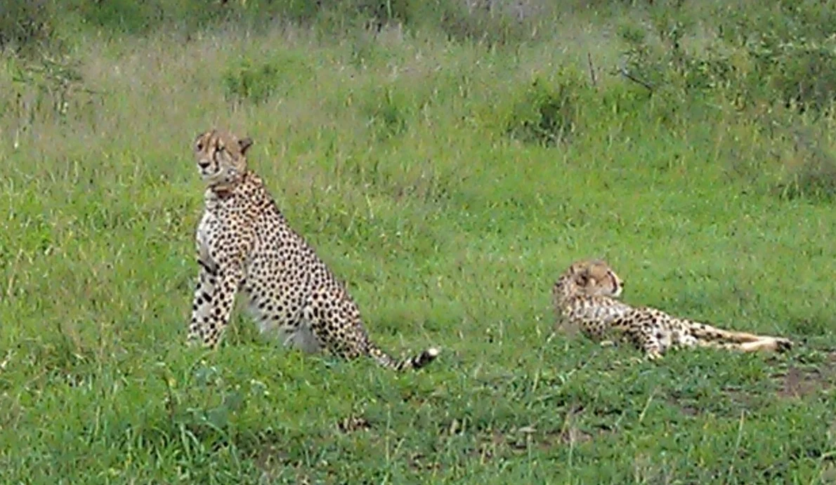 Cheetah Bros.jpg