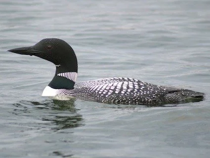 common_loon_jmkosciw.jpg