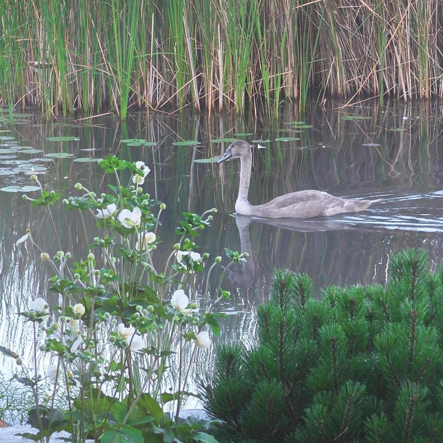 The newly released cygnet!