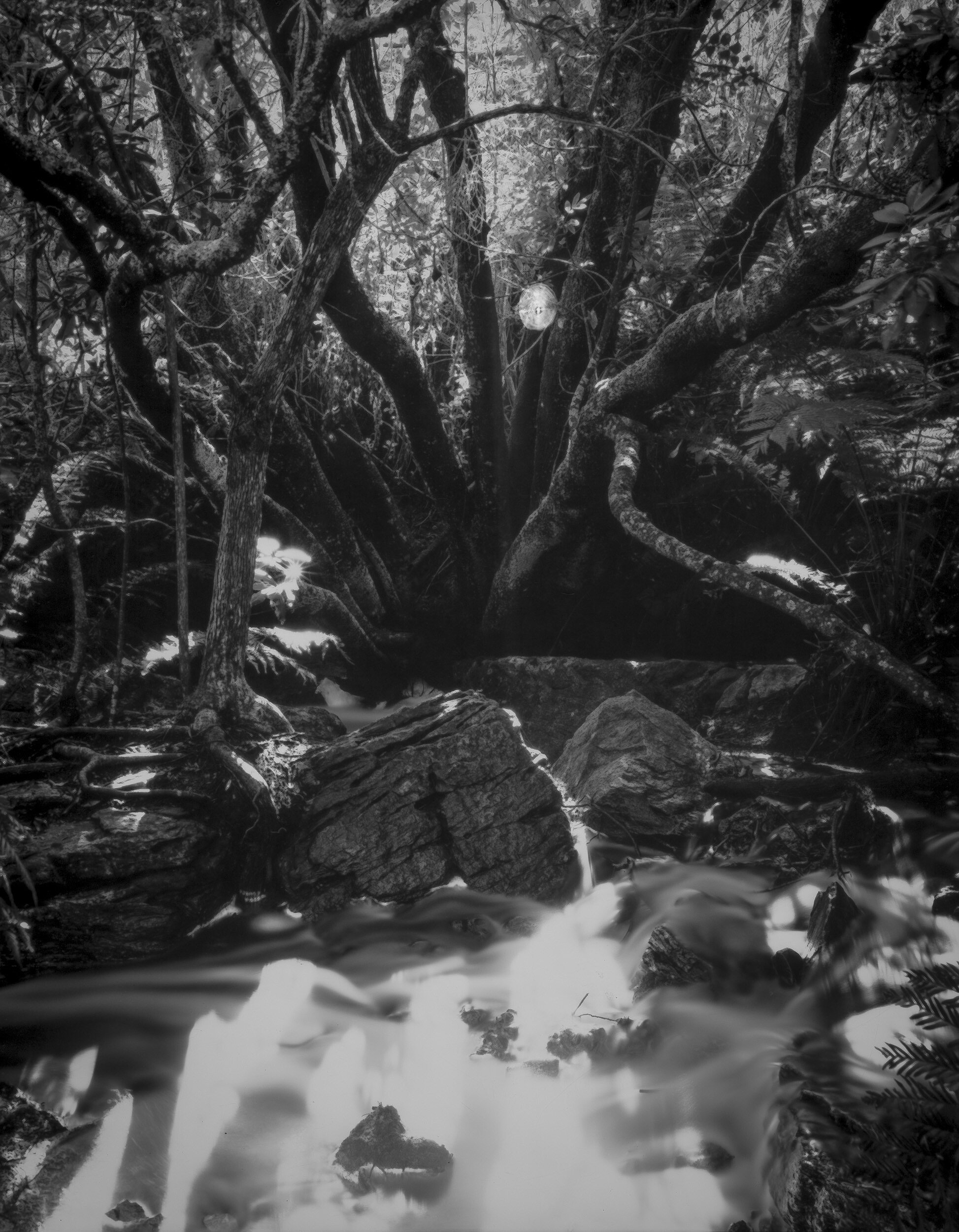 SILVERMINE SPIDERS WEB WEB-12.jpg