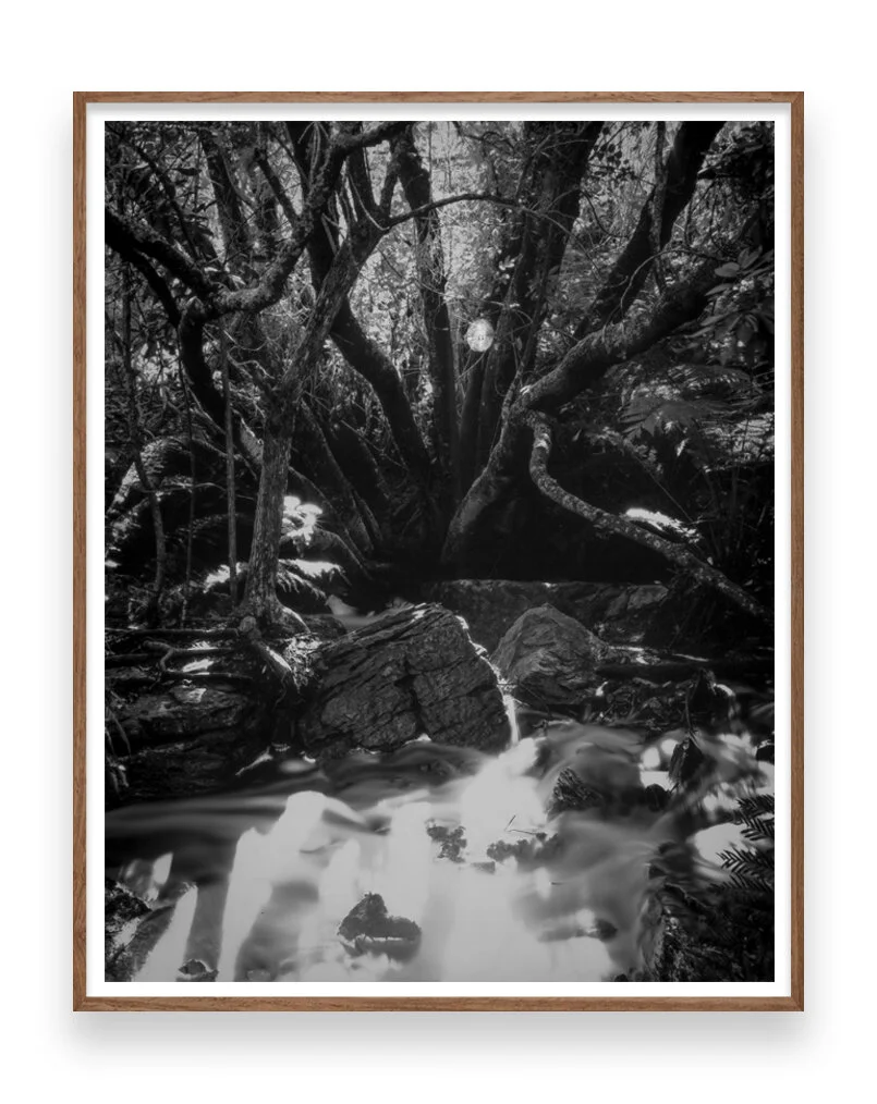 SPIDER WEB FRAMED .jpg