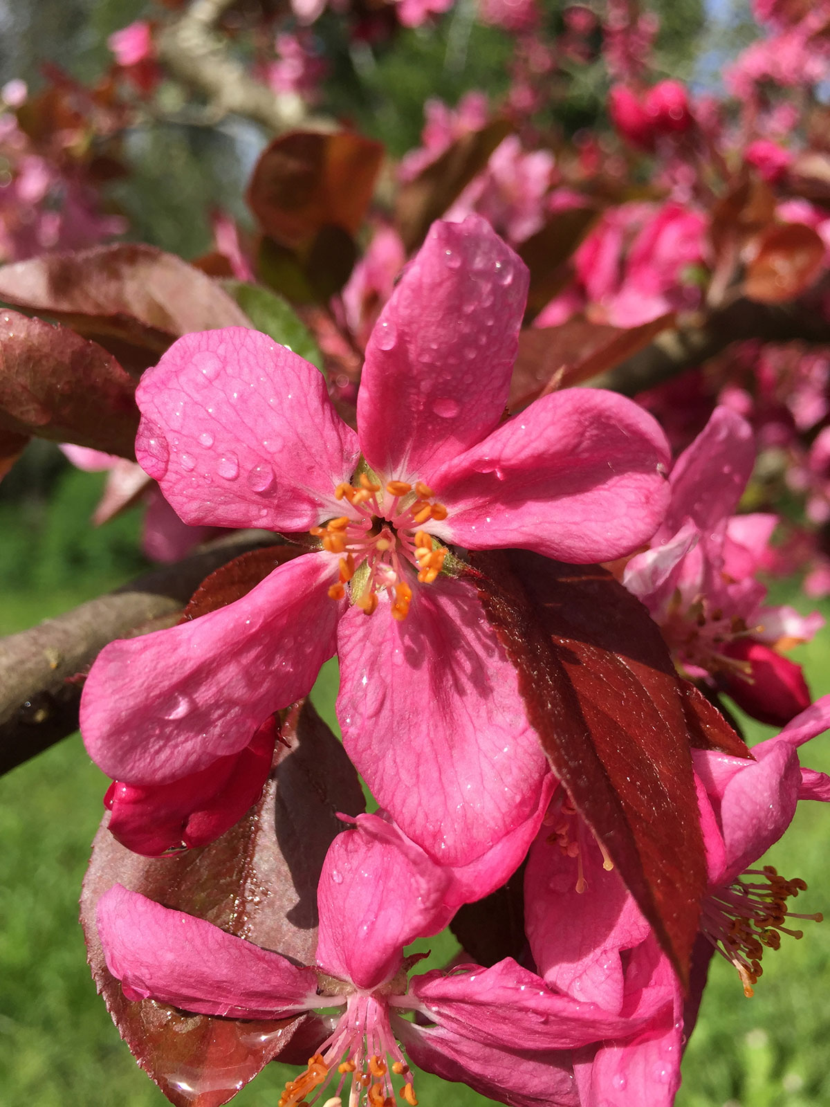 purple crabapple