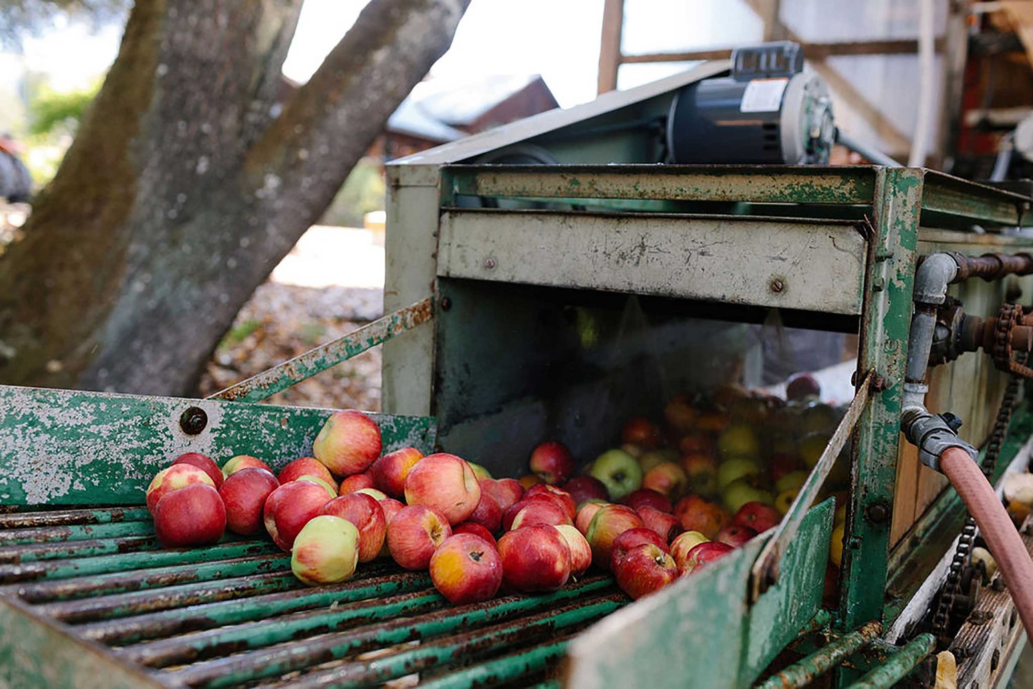 Chutneys — The Apple Farm
