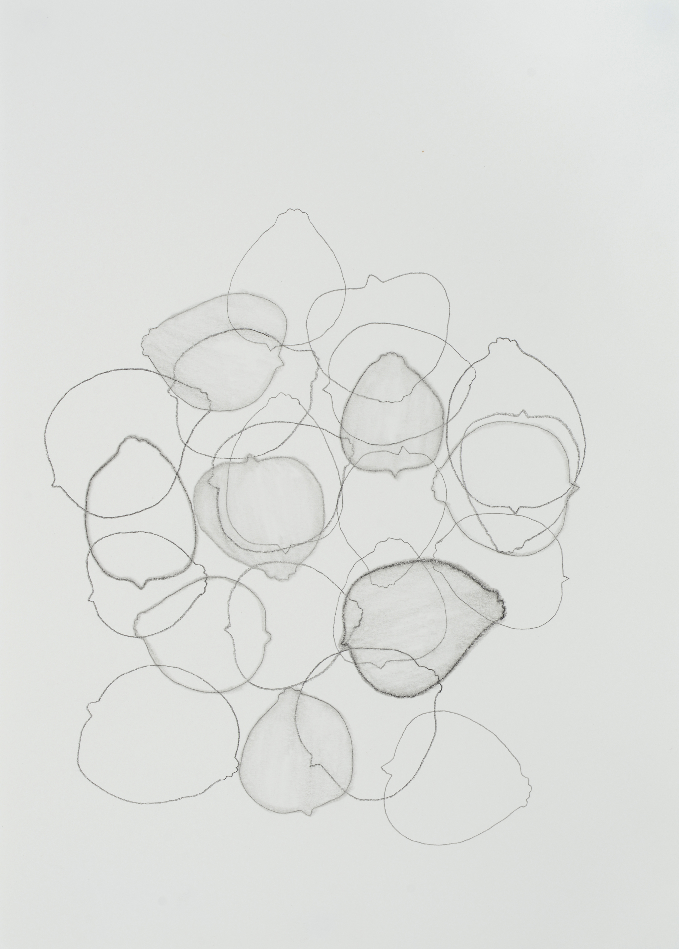 subtle bodies | lemon (01), 2015 | graphite on paper | 11.5" x 8.25" | Private Collection, Oakland, CA